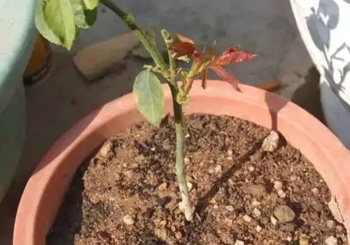 扦插方法：水插、 土插，任你选