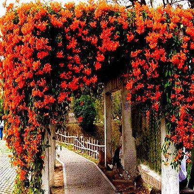 东北秋季花卉种植指南：耐寒又美观的选择