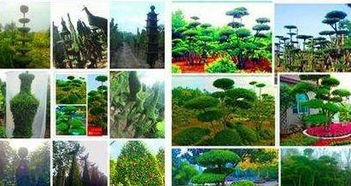 将矮小树苗变为盆景， 创造新价值