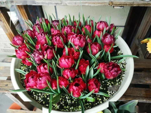 传统种植方式的花盆选择