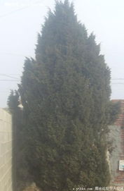 松树的高度大揭秘