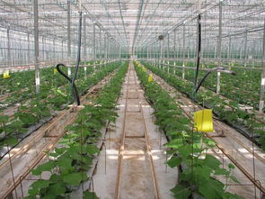 花卉：美的艺术