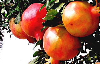 使用除草剂的小技巧