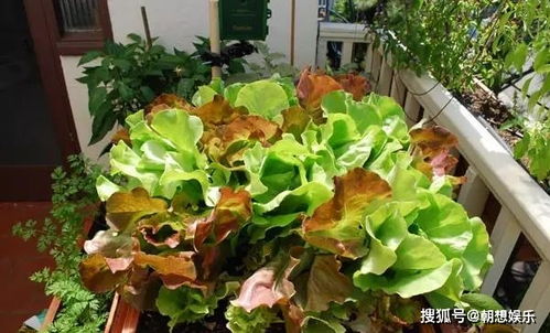 4-6月种植指南：阳台植物选择全攻略