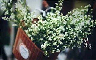 “庭院养满天星，美院必备小技巧！”