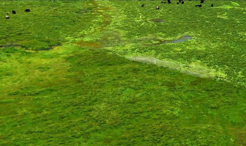 鸭茅：耐寒小英雄