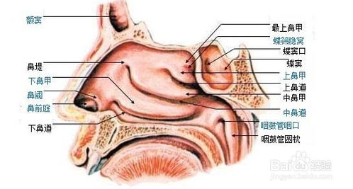 清洗鼻腔， 是第一步