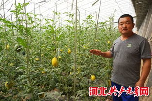 汾河边上的绿色画卷