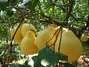 二、 广东适合种植的蔬菜品种介绍