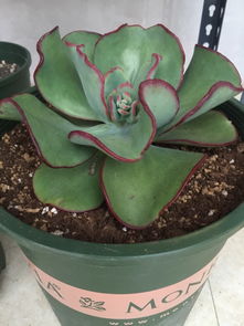 多肉种植核心技巧，如何从新手变达人