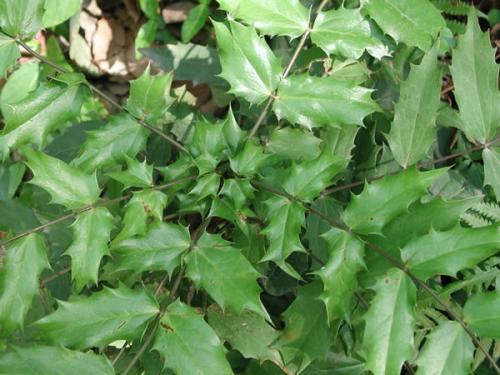 产地分布：江苏、 浙江、安徽、湖南、湖北、江西、河南，它无处不在