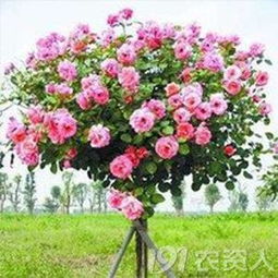 树状月季的修剪技巧，你掌握了吗？