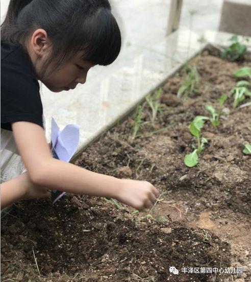 海棠花如何科学种植和养护才能使其茁壮成长