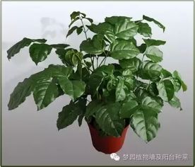 “茉莉花喜温暖湿润，生长适温20