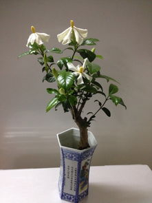 栀子花的种植：土培与水培之争