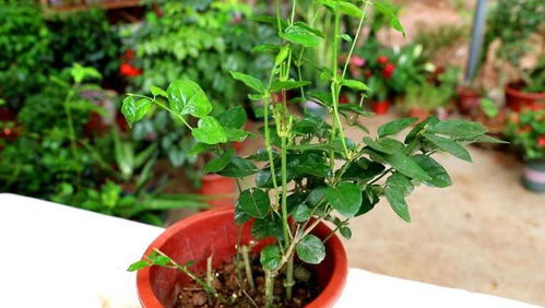 春季月季花修剪后如何确保修剪得当以促进花芽分化