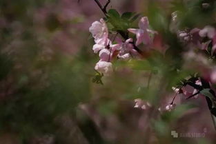秋英花，秋之精华