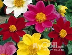 每个季节dou有特殊植物，莲花夏季受瞩目