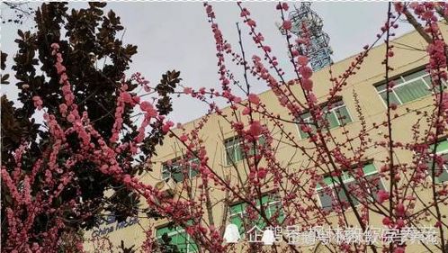 春天花开，先种桃花吧