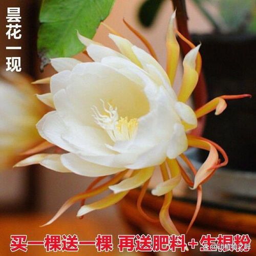 短暂花期，生命之美