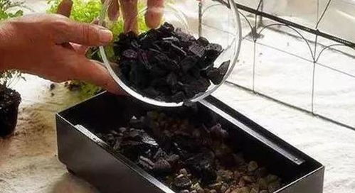 木炭种植蔬菜的优势