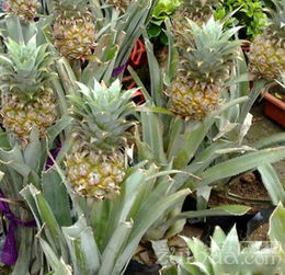 菠萝种植是一门热带水果栽培技术，需掌握土壤、气候、繁殖等知识