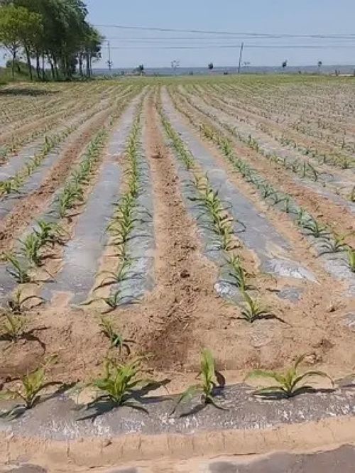 独家数据：辽宁农村种什么作物亩产过万？