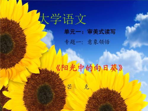 太阳花的文化内涵及其特殊寓意有哪些