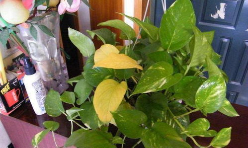 水多的烦恼，水少的忧伤