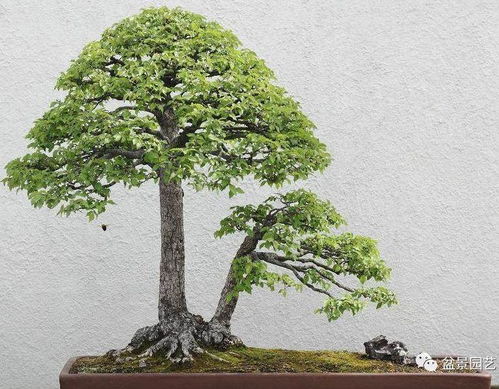 冬季下山榆树桩，如何巧妙栽种才能焕发新芽