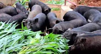 膨化饲料喂猪安全吗？养猪人必须了解的5个真相是什么？