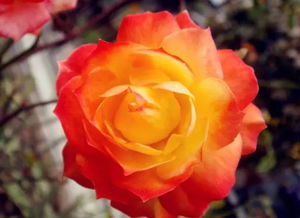 其他常见病害的介绍