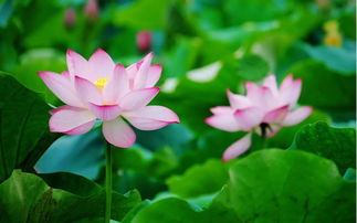 荷花花语：美丽与神秘