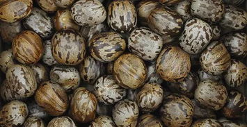 橡胶树种子自爆揭秘：一场植物界的“爆炸秀”