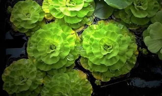 耐旱、 喜光，适合种植的花草