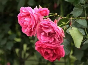 月季花开， 香气扑鼻