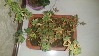 红枫叶子尖枯萎的原因探究