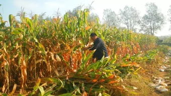 性价比高不高，农民说了算