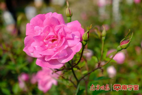 月季园，美丽南宁的画卷