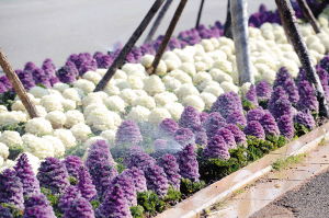 换盆后的生存率