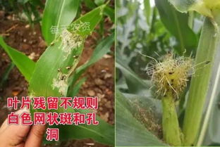 玉米田里的牵牛花，怎么对付它？