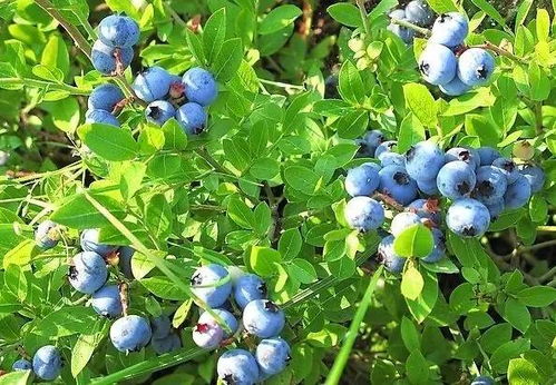 蓝莓在哪个月份种植最为适宜？
