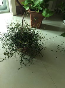 千叶吊兰缺水了吗？为什么叶子会掉落