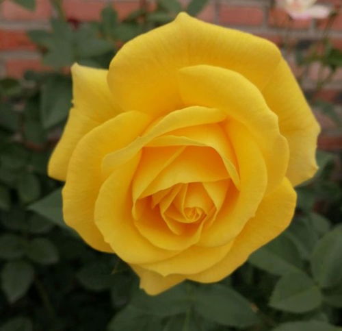 夏琳月季：又香又大， 还忒别抗病抗寒