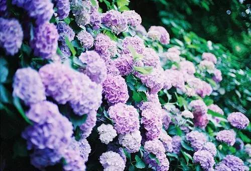 紫微斗数中的紫微郎与生肖的关系