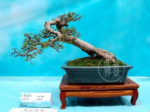 榆树的花语与传说中，它为何象征着坚韧与和平