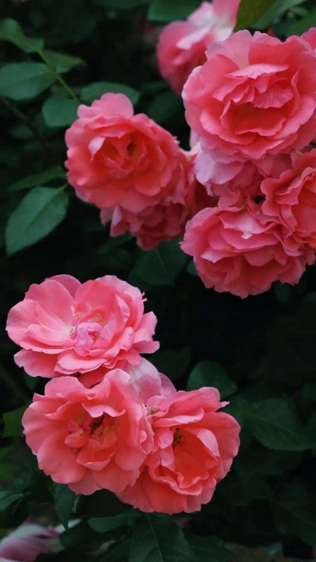 月季花开， 芳香四溢