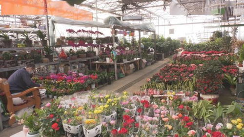 花卉市场， 美丽绽放的秘密角落