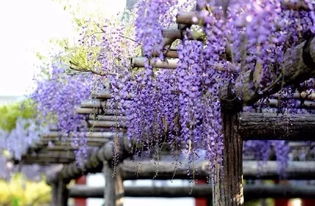 紫色花朵的魔法：探寻蓝紫藤的奥秘