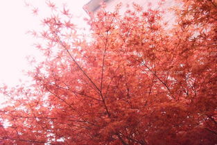 先说说 咱们得知道东北的气候特点